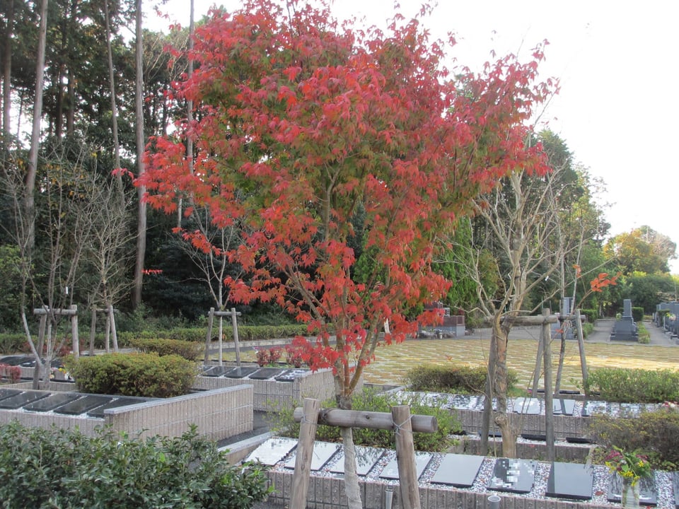 樹木葬区画の紅葉が鮮やかに色づきました お知らせ 東海地区での樹木葬なら ぬし与の樹木葬 桑名市 四日市市 弥富市