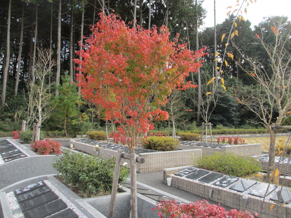樹木葬区画の紅葉が鮮やかに色づきました お知らせ 東海地区での樹木葬なら ぬし与の樹木葬 桑名市 四日市市 弥富市